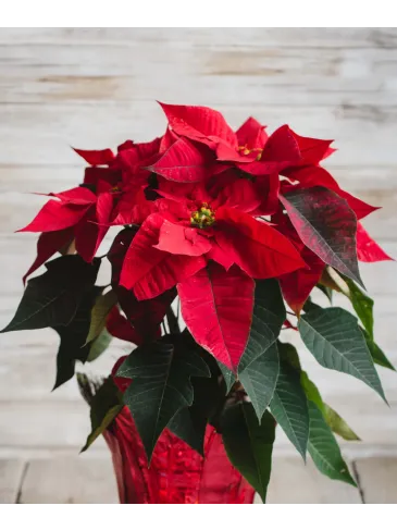 Poinsettia