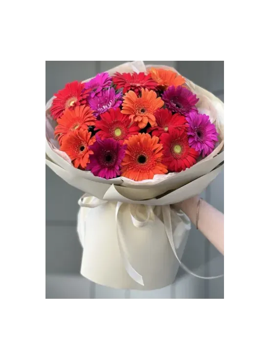 Mix de gerbera viu colorate "Euxena"